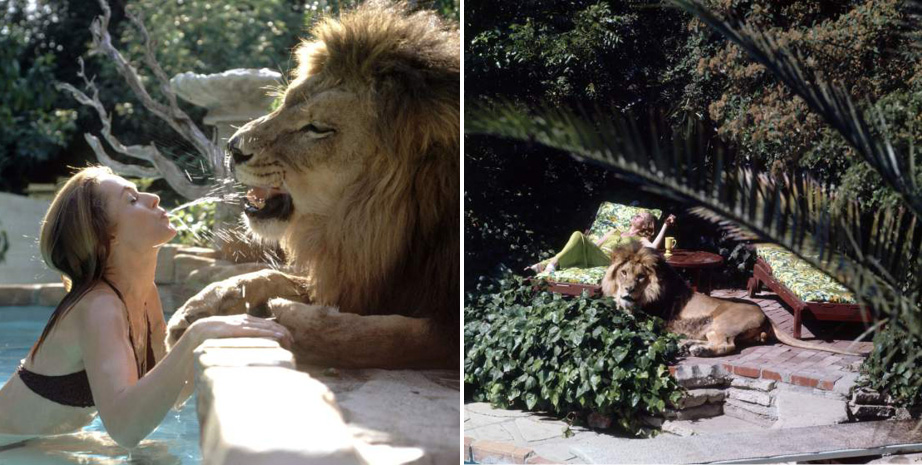 Tippi Hedren with Neil the Lion, 1971. 